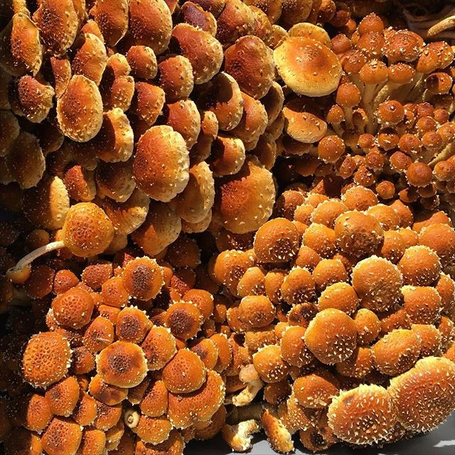 Castanho