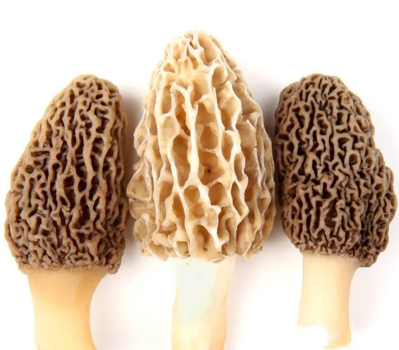 Morchella