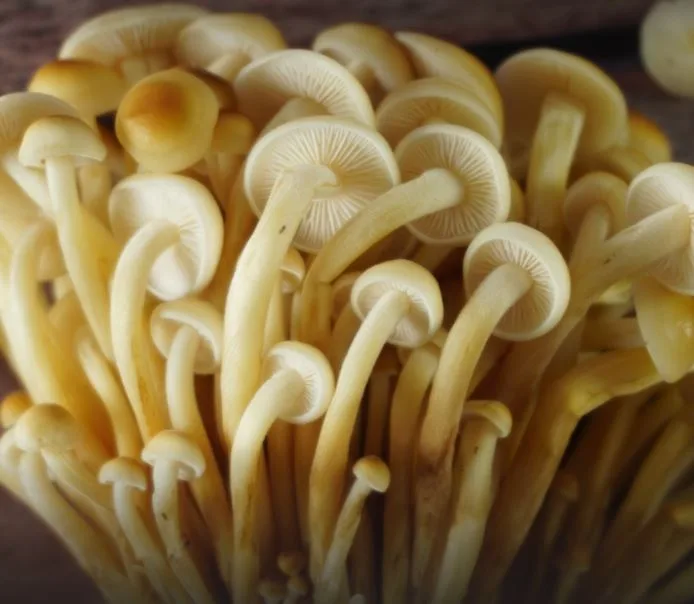 Pleurotus Golden