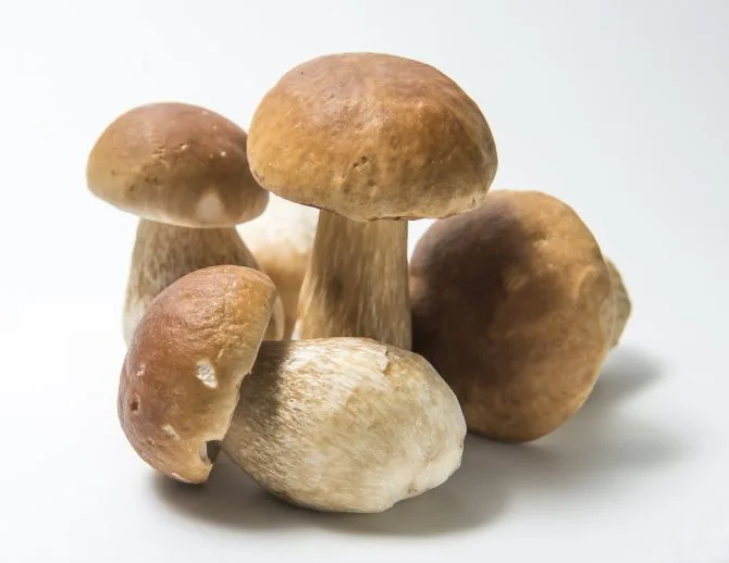 Porcini