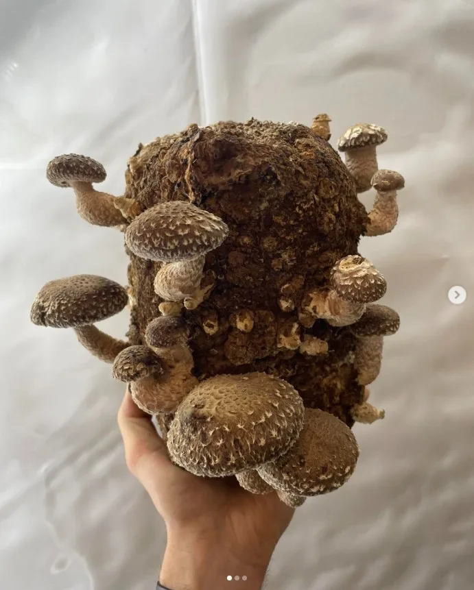 Shiitake