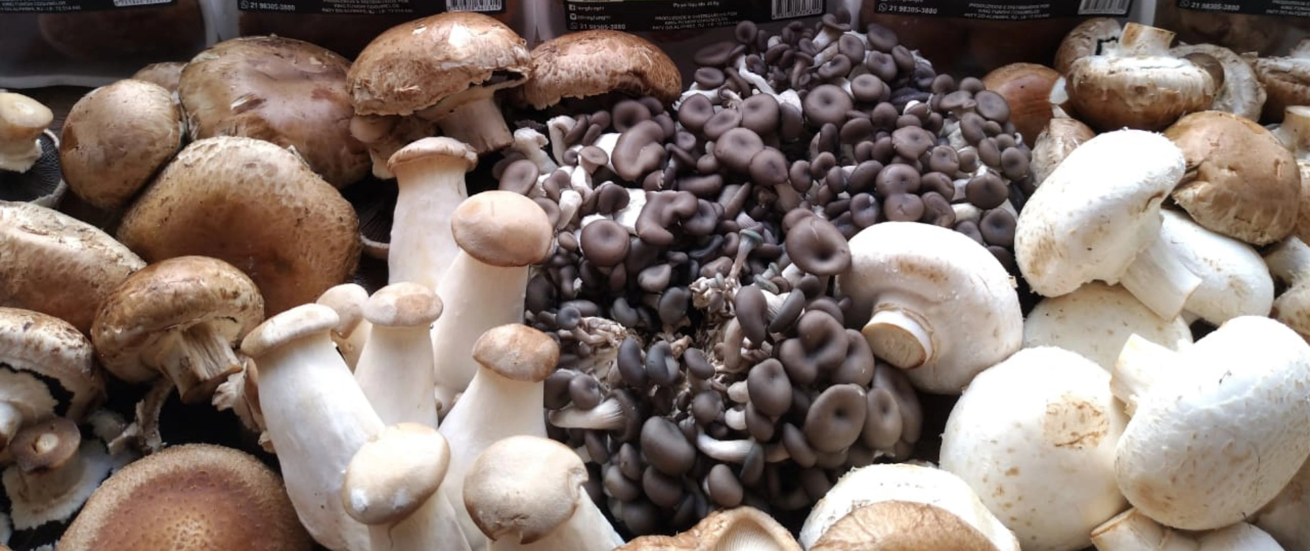 Nossos Cogumelos